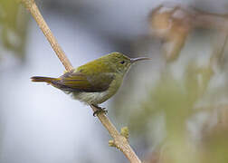 Fire-tailed Sunbird