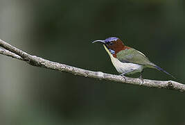 Lovely Sunbird