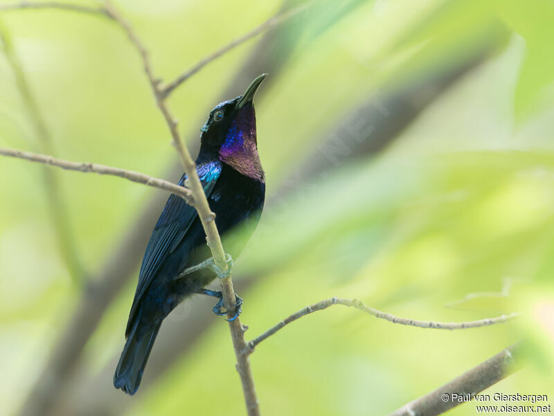 Black Sunbird male adult