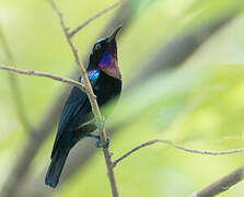 Black Sunbird