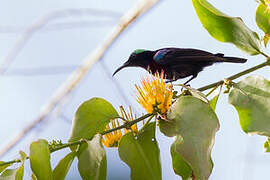 Black Sunbird