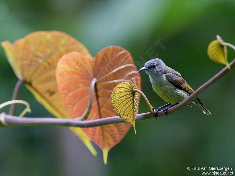 Black Sunbird female adult