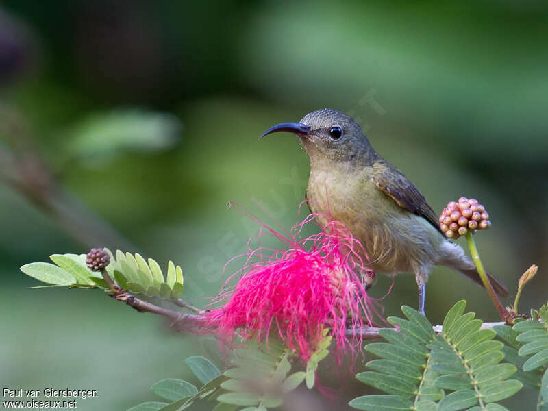 Crimson Sunbird female adult