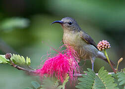 Crimson Sunbird