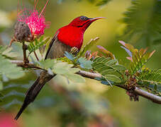 Crimson Sunbird