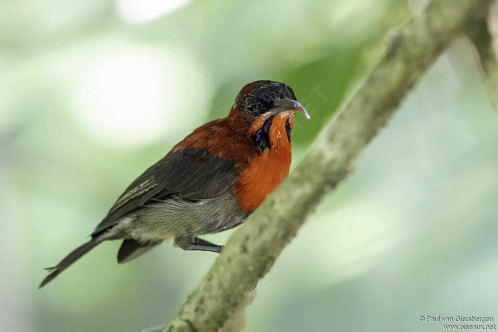 Crimson Sunbird male adult