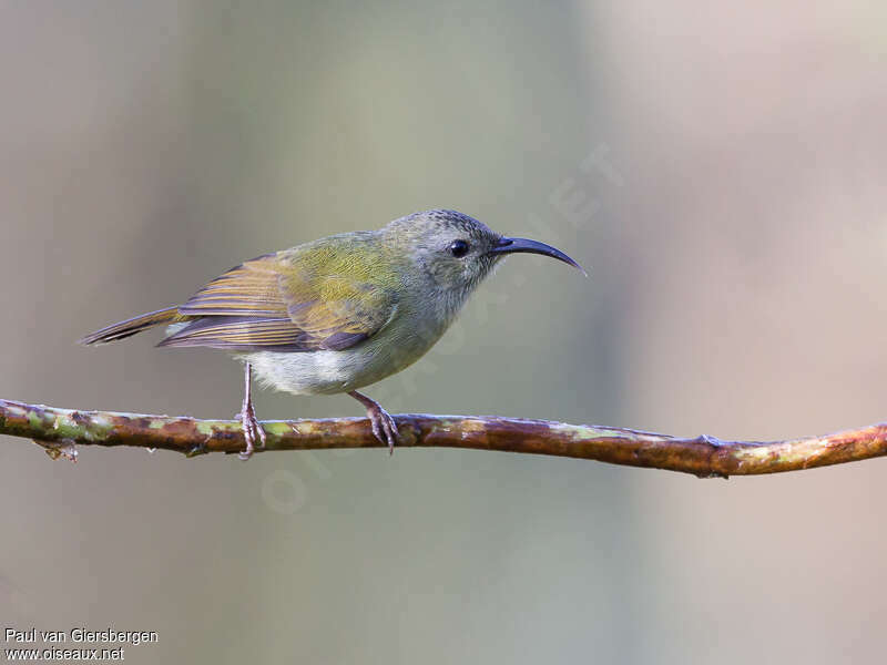 Black-throated Sunbird female adult, identification