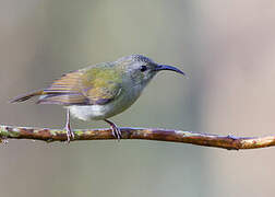 Black-throated Sunbird