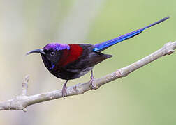 Black-throated Sunbird