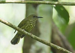 Purple-naped Spiderhunter