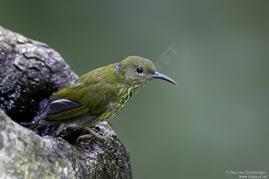 Purple-naped Spiderhunteradult