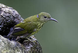 Purple-naped Spiderhunter