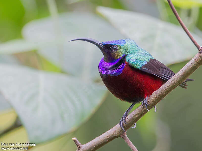 Superb Sunbird male adult, close-up portrait, pigmentation