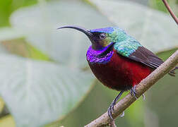 Superb Sunbird