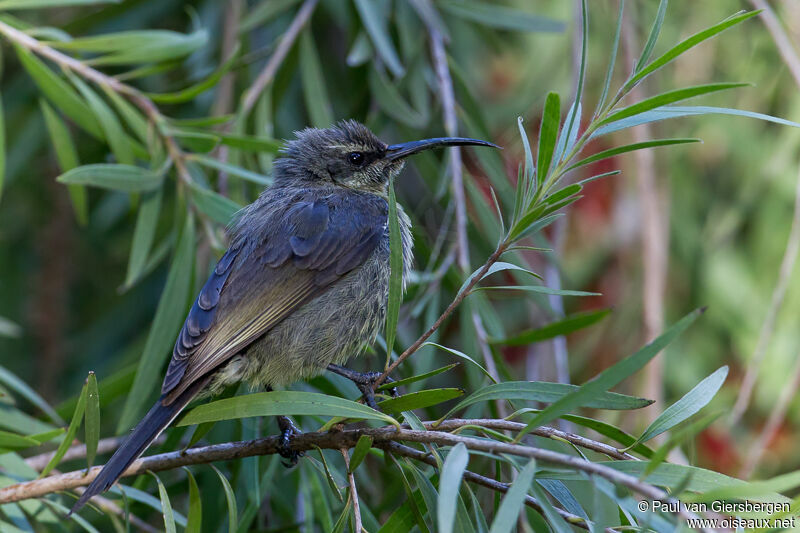 Tacazze Sunbird