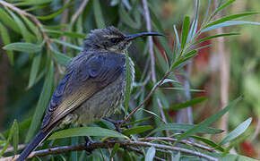 Tacazze Sunbird