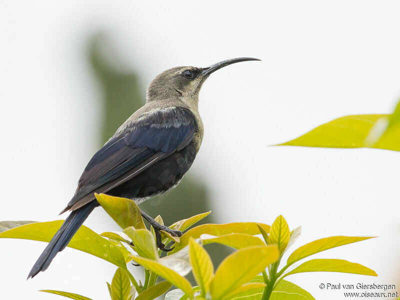 Tacazze Sunbird