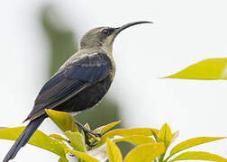 Tacazze Sunbird