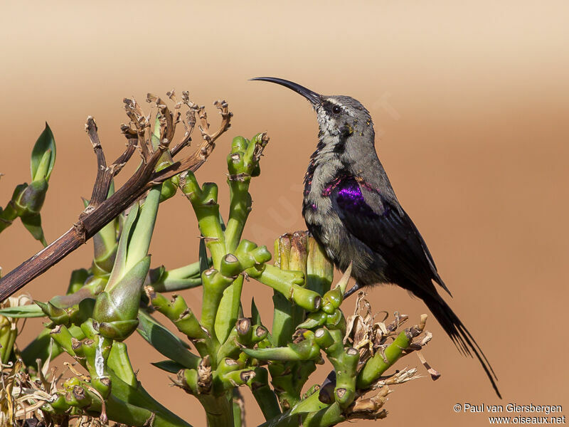 Tacazze Sunbird