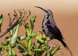 Tacazze Sunbird