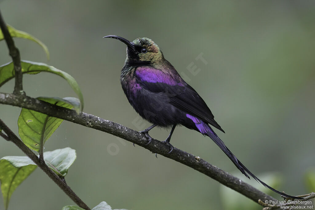 Tacazze Sunbird male adult breeding