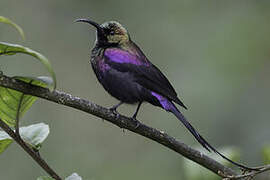 Tacazze Sunbird