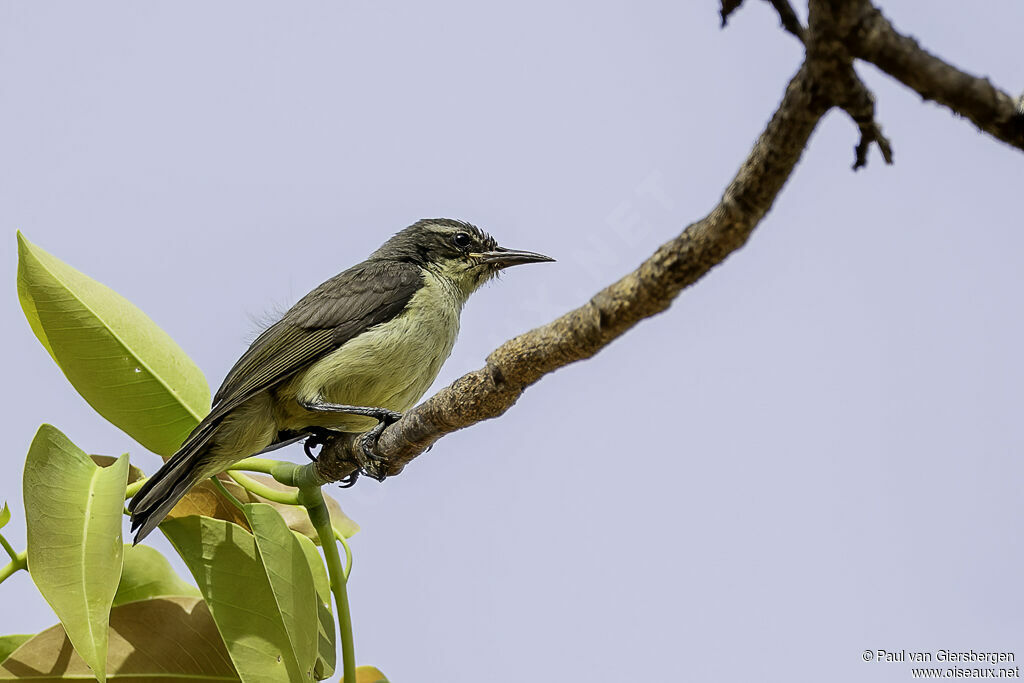 Western Violet-backed Sunbirdimmature