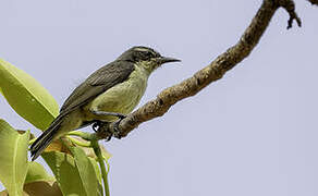 Western Violet-backed Sunbird