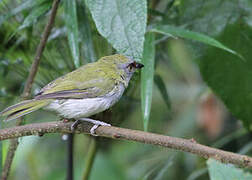 Black-billed Peppershrike