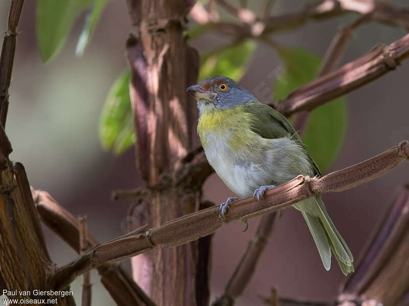 Rufous-browed Peppershrikeadult, pigmentation