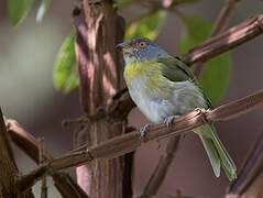 Rufous-browed Peppershrike