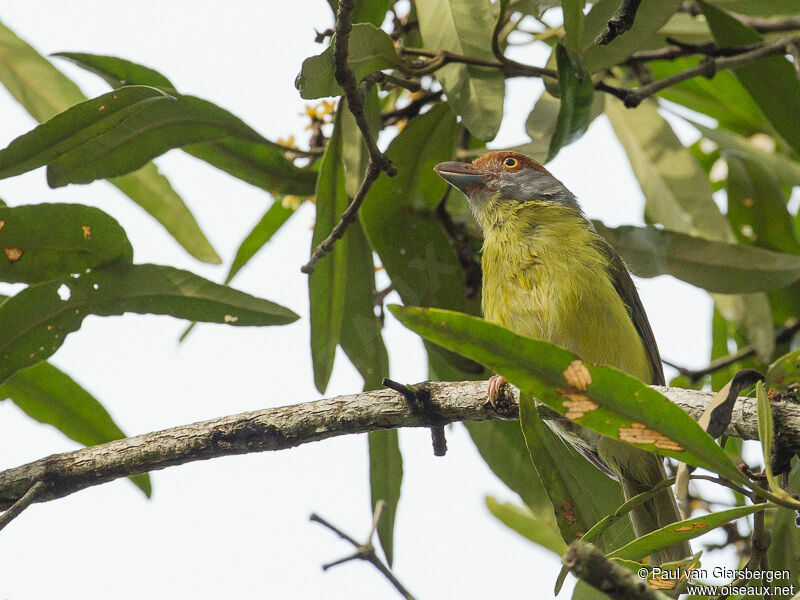 Rufous-browed Peppershrike