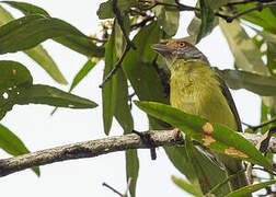 Rufous-browed Peppershrike