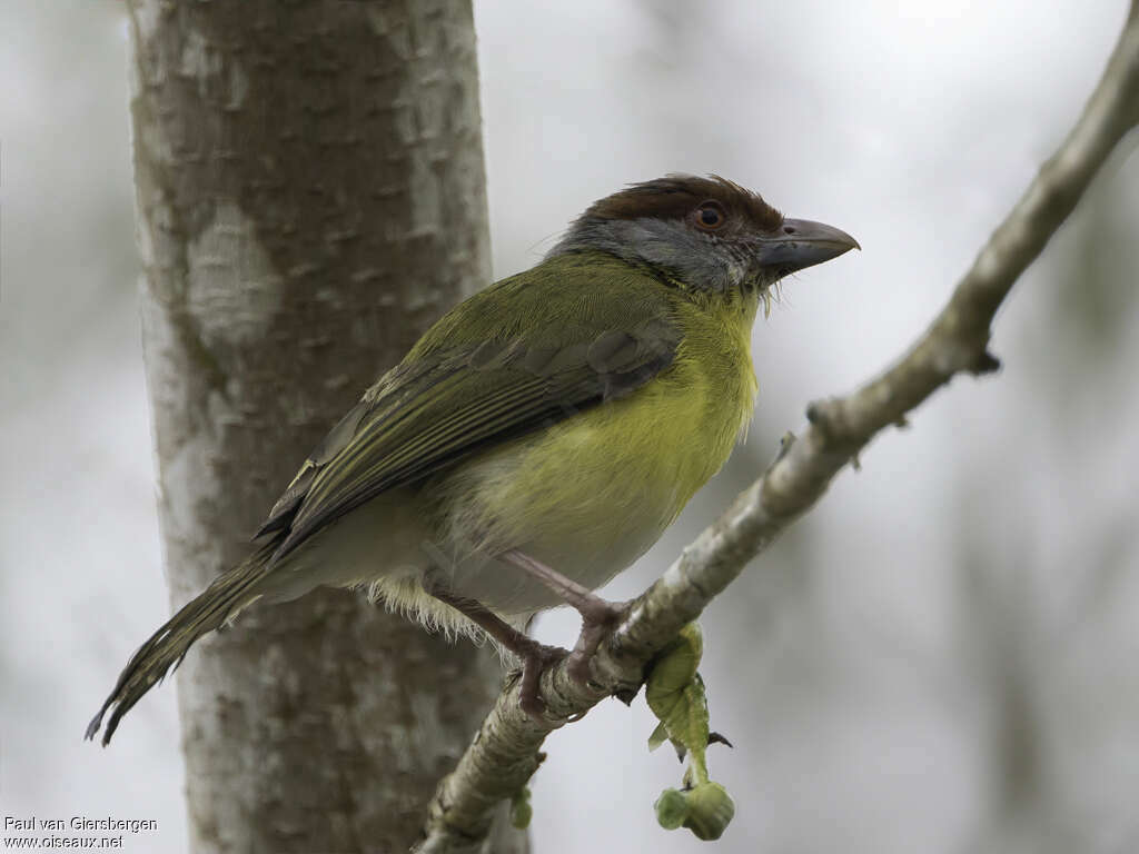 Rufous-browed Peppershrikeadult, identification