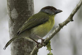 Rufous-browed Peppershrike