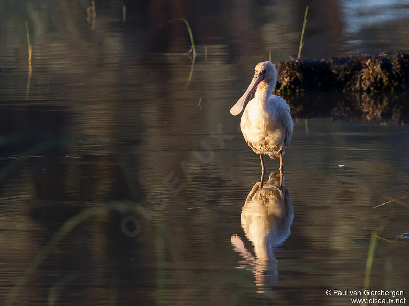 Yellow-billed Spoonbill