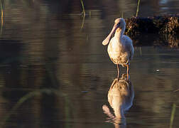 Yellow-billed Spoonbill