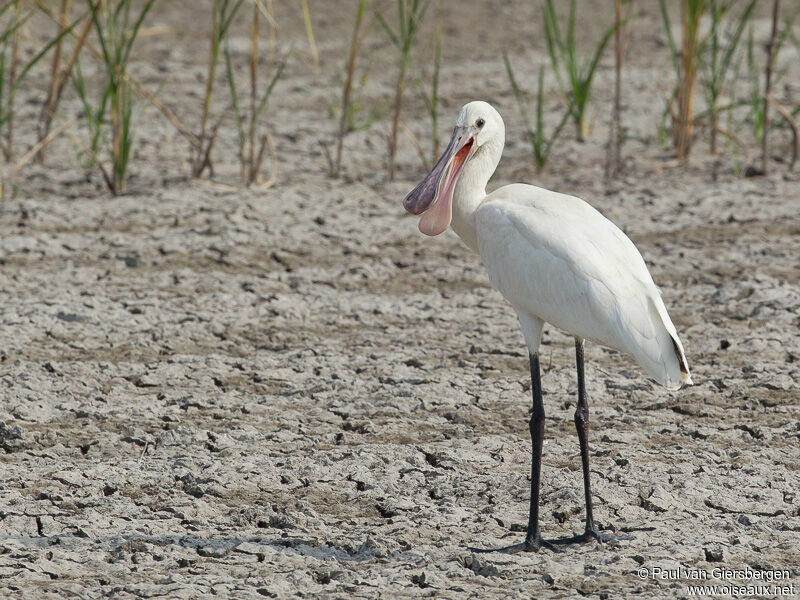 Eurasian Spoonbill