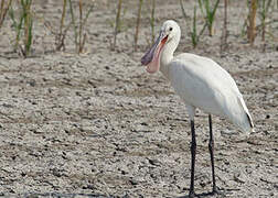 Eurasian Spoonbill