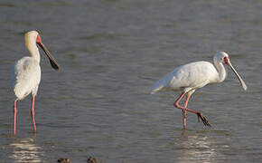 African Spoonbill