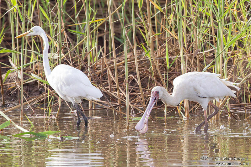 African Spoonbill