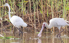 African Spoonbill