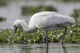 African Spoonbill