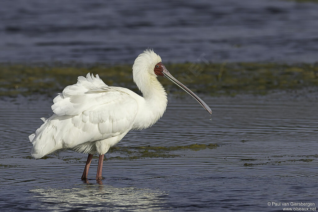 African Spoonbilladult