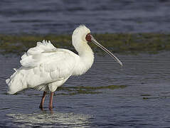 African Spoonbill