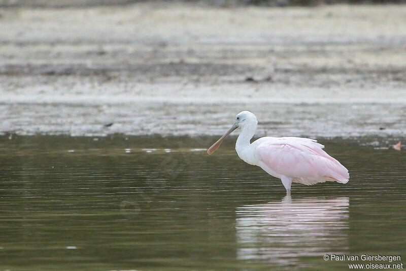 Roseate Spoonbill