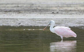 Roseate Spoonbill