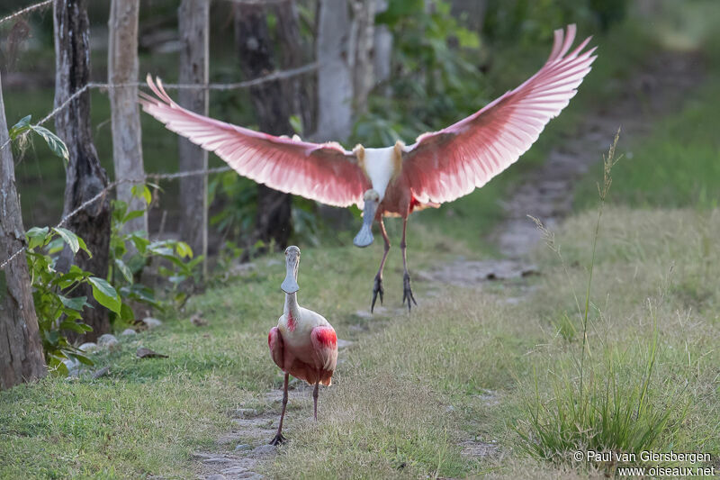 Roseate Spoonbill