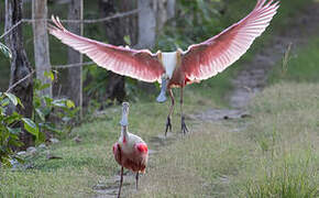 Roseate Spoonbill