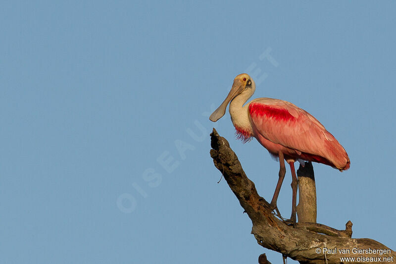 Roseate Spoonbill